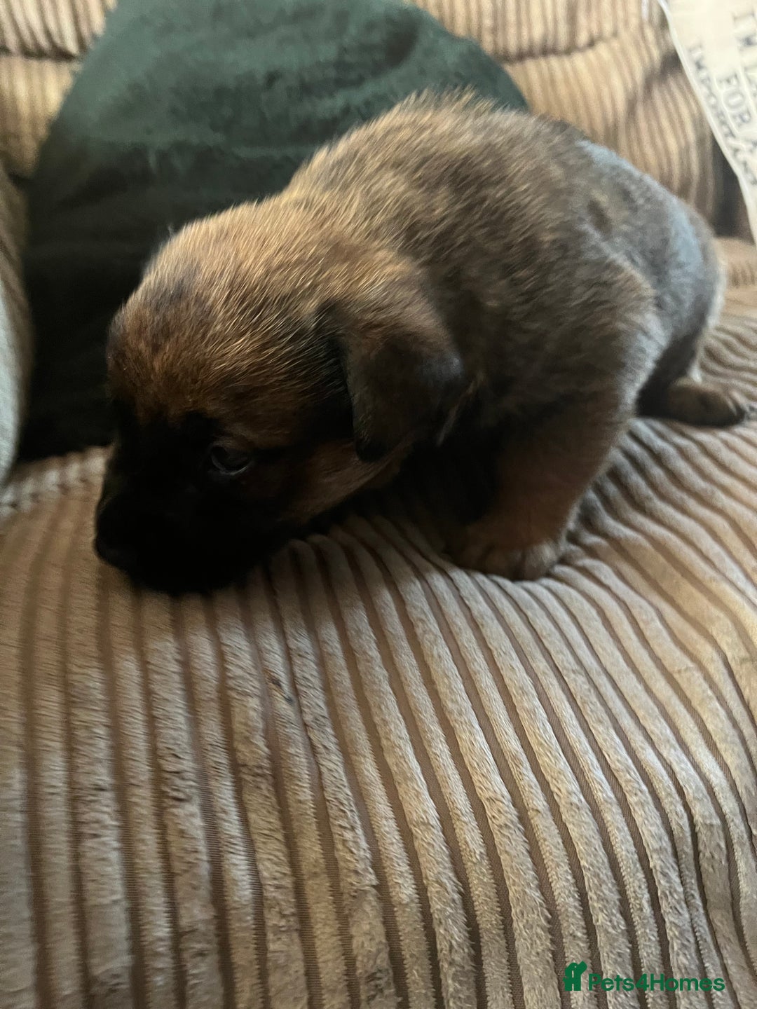 Mixed Breed dogs for sale: Rottweiler x Belgian malinoise  - Image 5