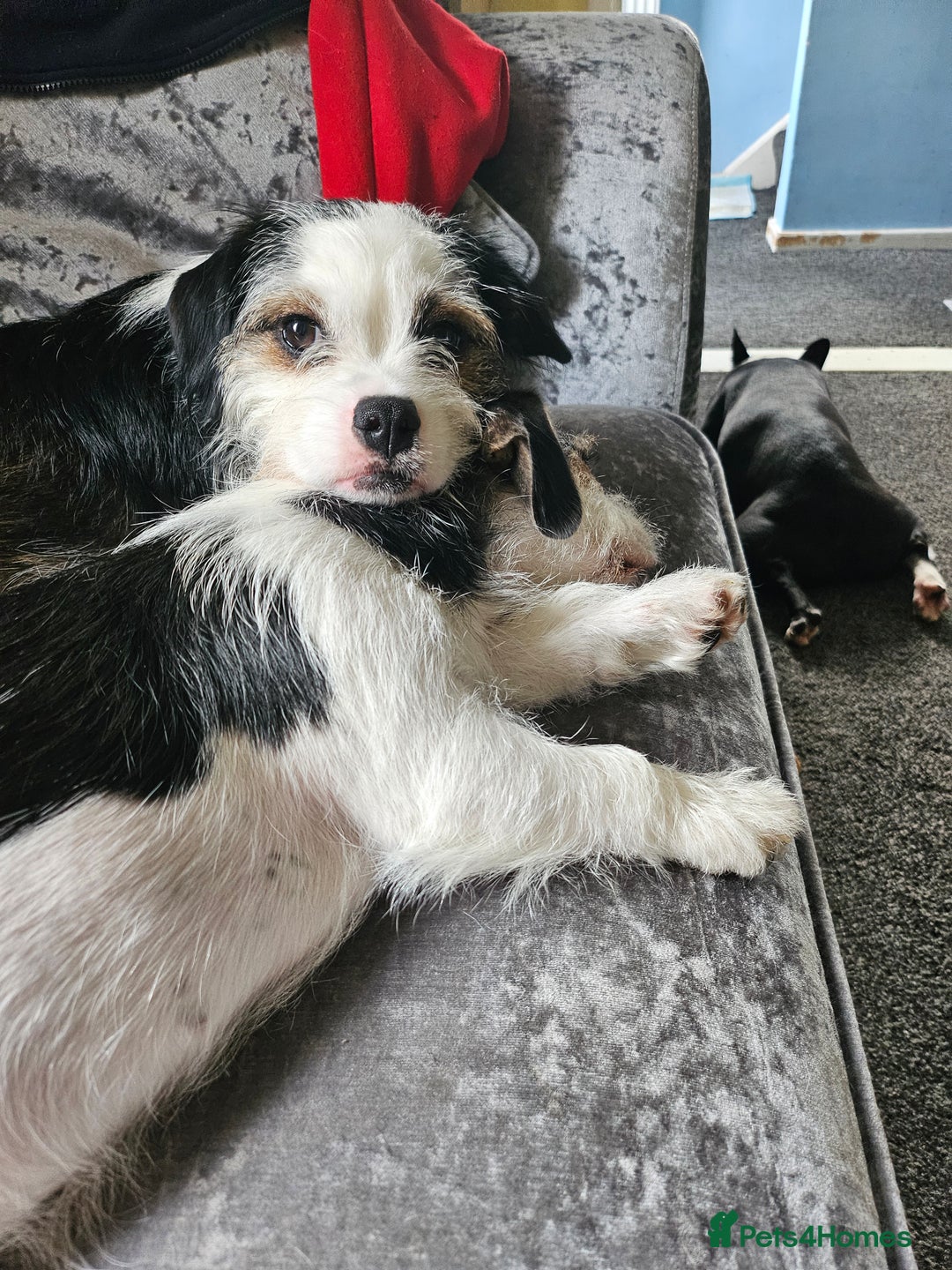 Mixed Breed dogs for sale: Ben for adoption  - Advert 11