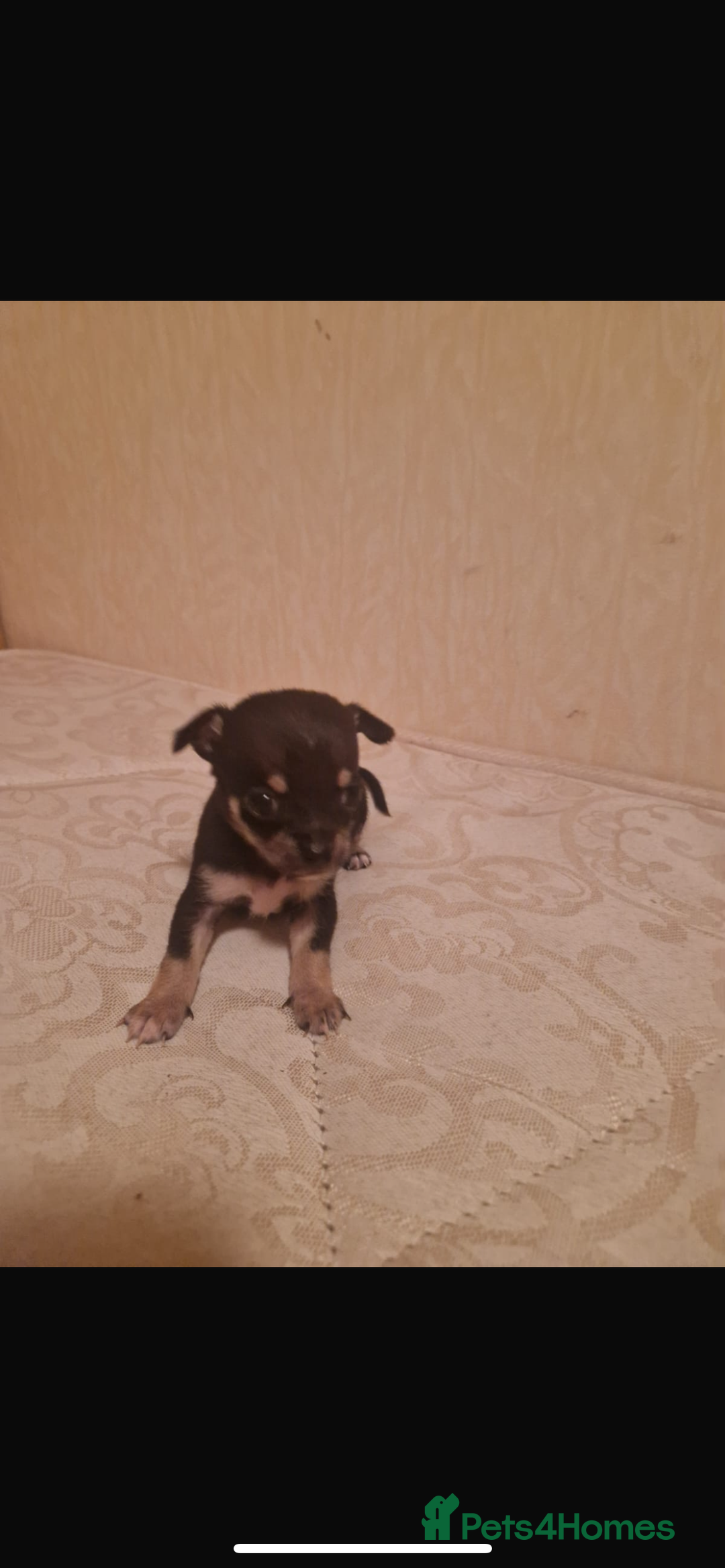 Chihuahua dogs for sale: Puppys - Advert 3