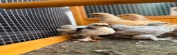 Chickens poultry for sale: Pekin bantams - Advert 19