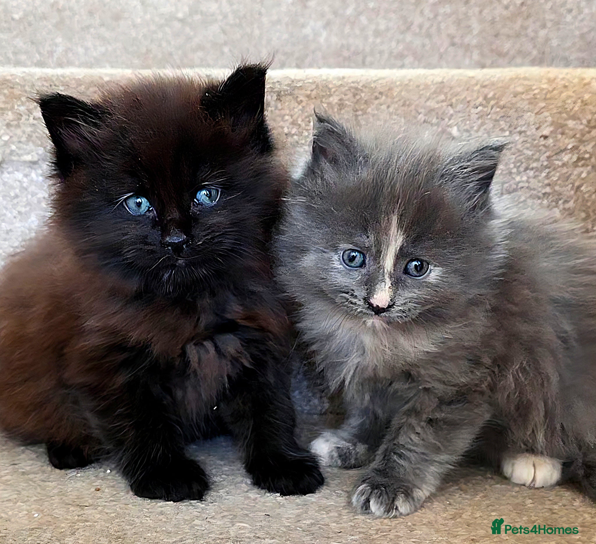 Mixed Breed cats Female Maine Coon X British Short Hair - Advert 1