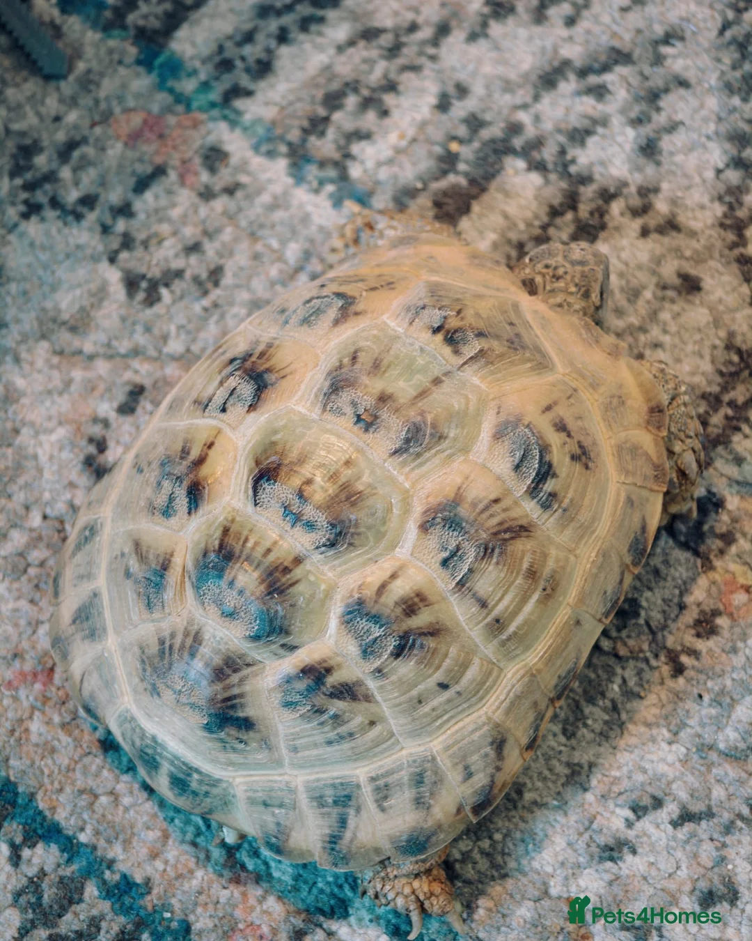 Tortoise reptiles for sale: Horsefield Tortoise for sale in Port Glasgow - Advert 2