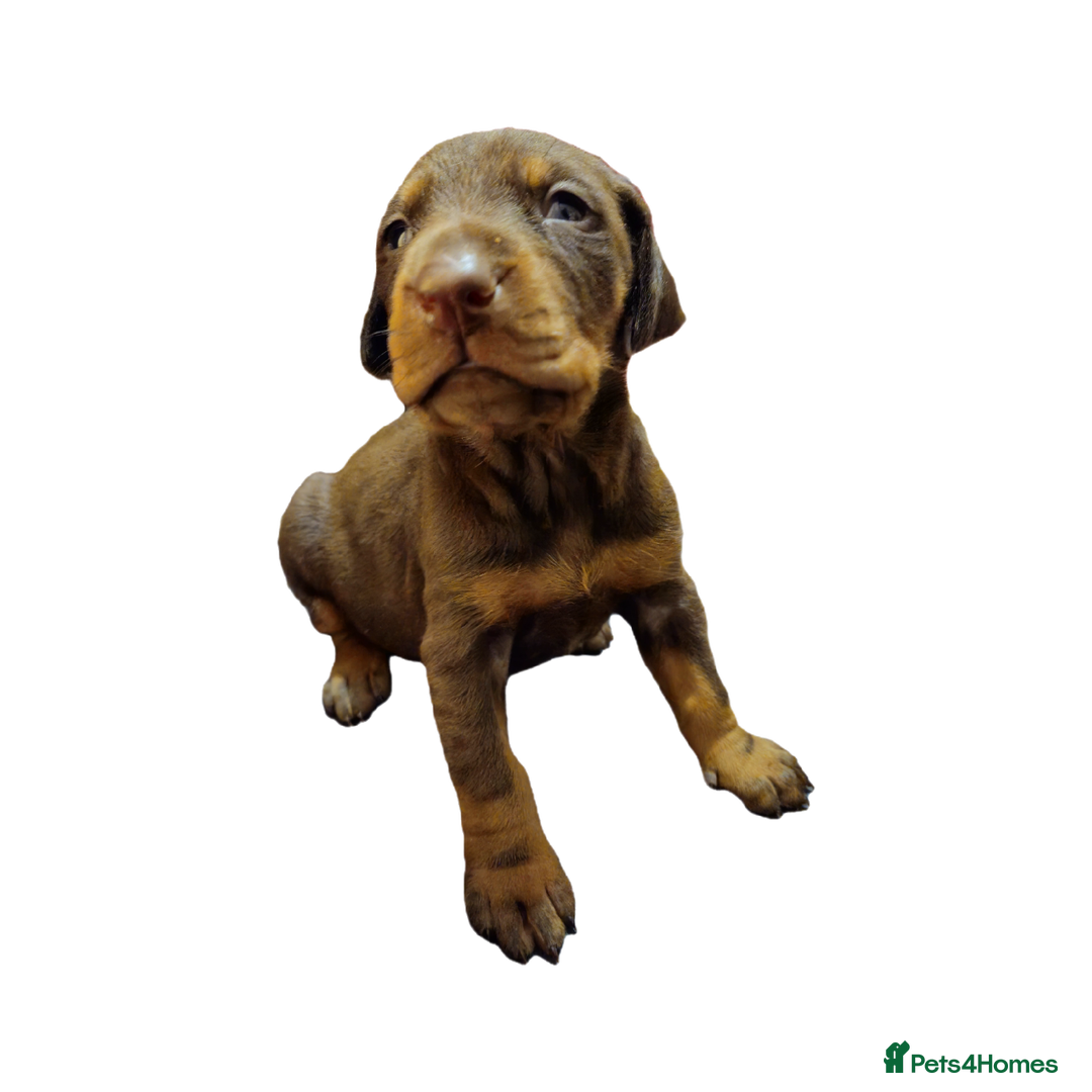 Dobermann dogs for sale: International Champ Bloodlines Pups Ready 25th DEC - Advert 14