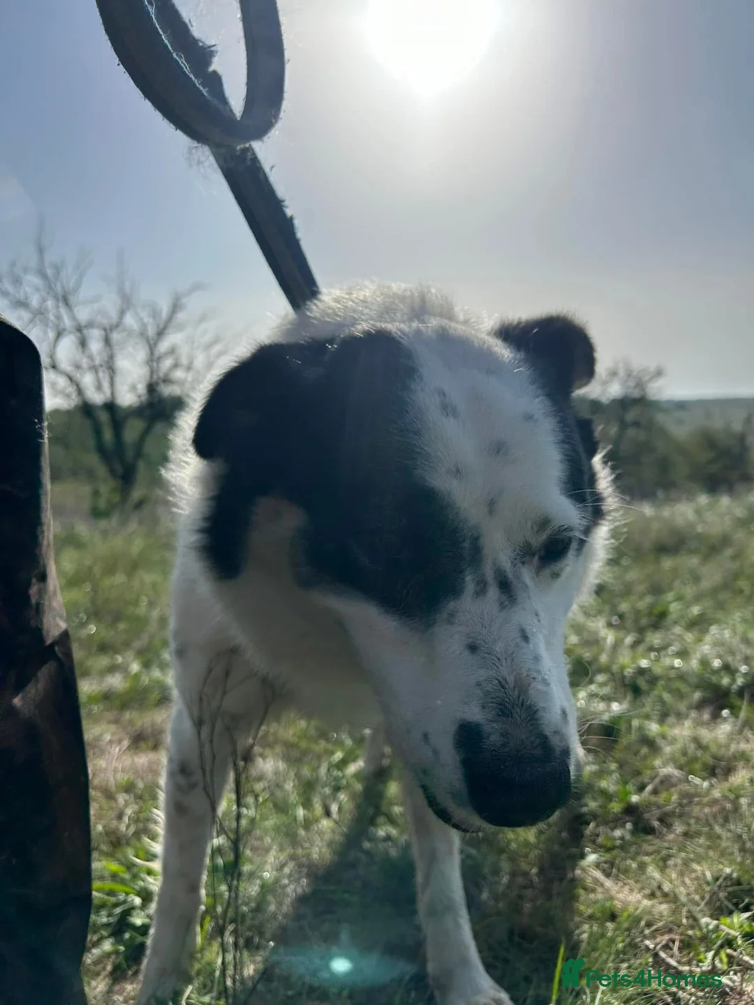 Mixed Breed dogs for adoption: Queenie - Norwich Norfolk  in Norwich - Advert 8