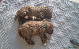 Lagotto Romagnolo dogs for sale: Lagotto Romagnolo, pure breed, KC reg litter - Image 35
