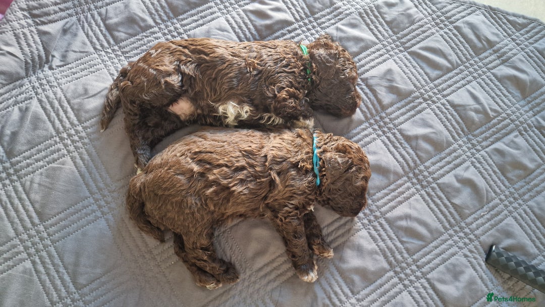 Lagotto Romagnolo dogs for sale: Lagotto Romagnolo, pure breed, KC reg litter - Image 35