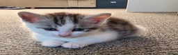 Mixed Breed cats for sale: Maine coon kittens available - Advert 3