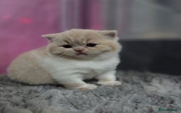 British Shorthair cats for sale: Gccf registered British shorthair kittens  - Image 3