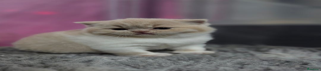 British Shorthair Kitten 3