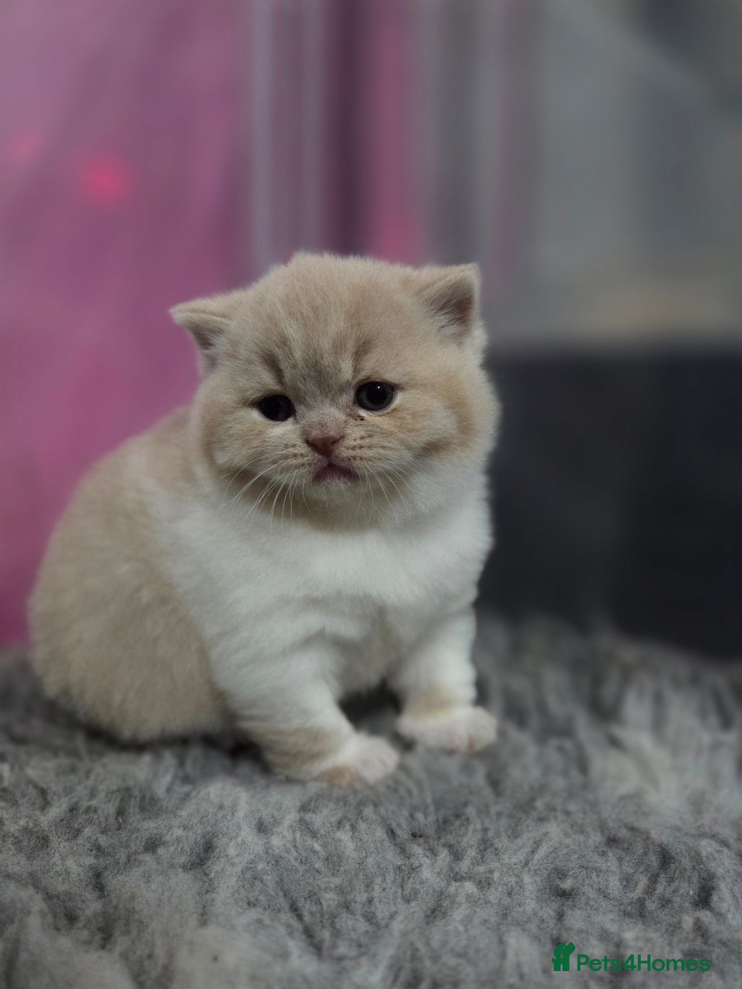 British Shorthair cats for sale: Gccf registered British shorthair kittens  - Image 3