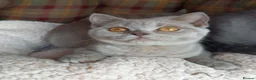 British Shorthair cats for sale: Quality registered GCCF kittens  - Advert 4