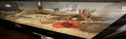 Hamster rodents for sale: Syrian hamster, cage and accessories  in Sale - Advert 2