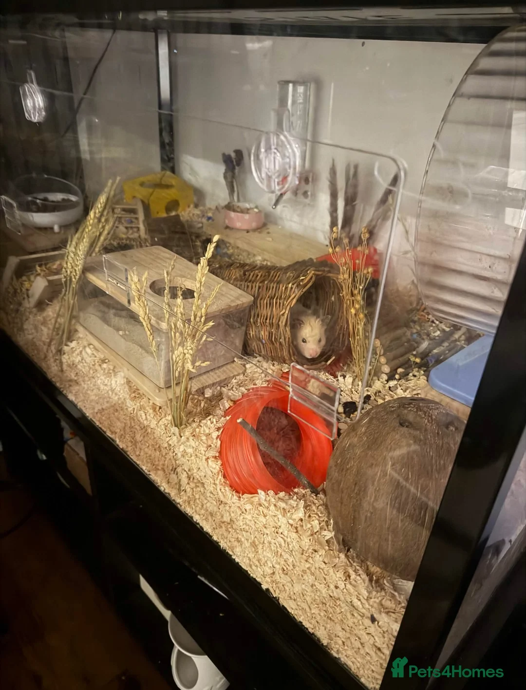 Hamster rodents for sale: Syrian hamster, cage and accessories  in Sale - Advert 2