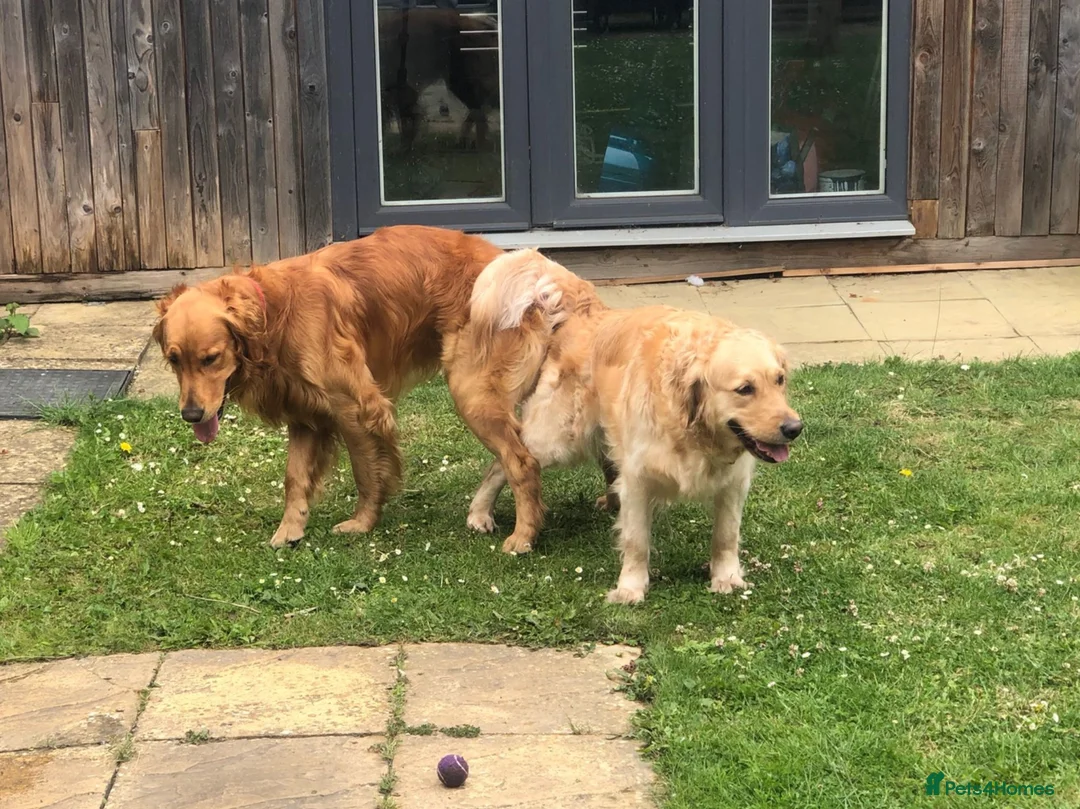 Golden Retriever dogs for stud: Fox red KC reg fully tested and proven stud  - Advert 2