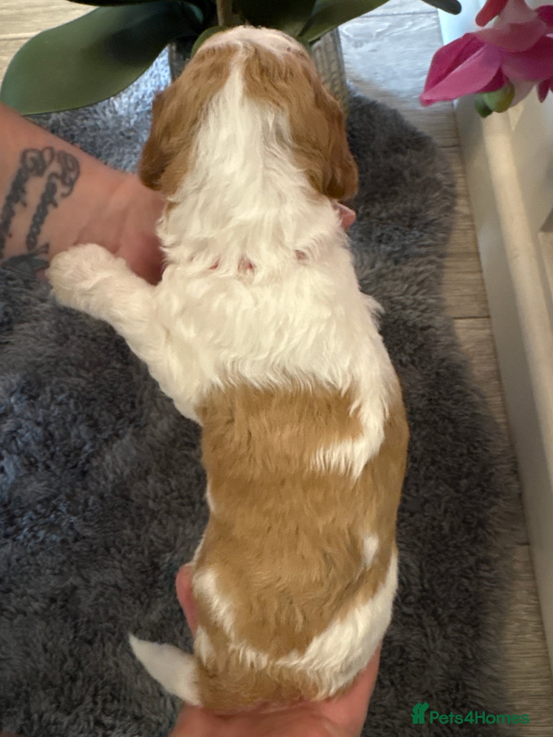 Double Doodle dogs for sale: Parti Double Doodles🐾  - Advert 25