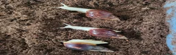 Snails invertebrates for sale: 🐌 10 Beautiful Giant African Land Snails 🐌 in Plymouth - Advert 8