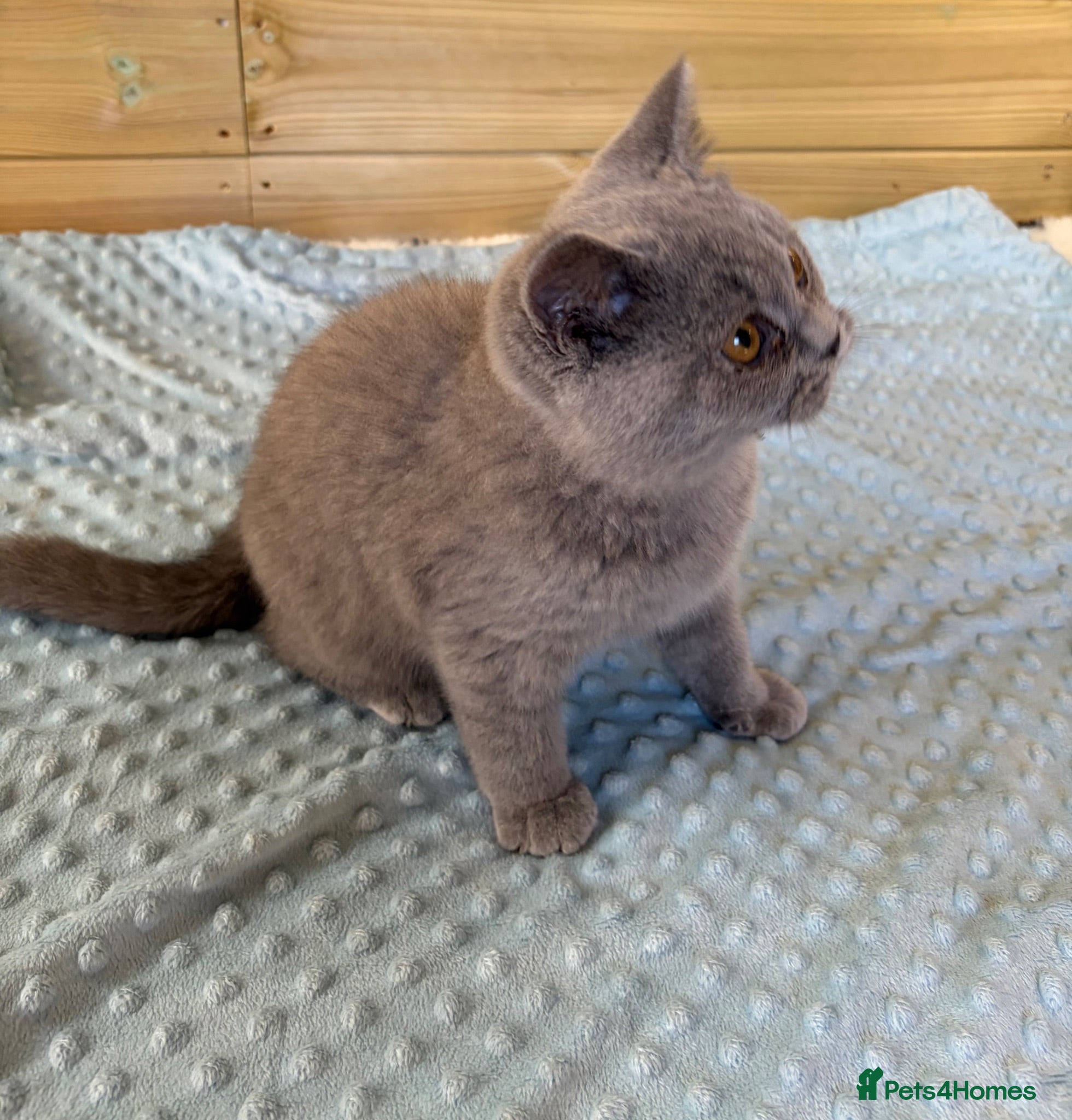 British Shorthair cats Beautiful pedigree British Shorthair kittens - Advert 1