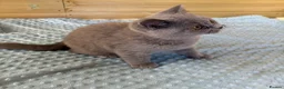 British Shorthair cats for sale: Beautiful pedigree British Shorthair kittens - Advert 12