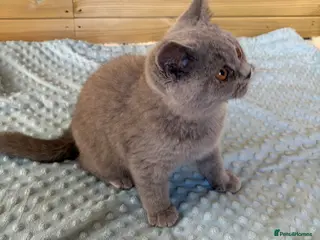 British Shorthair cats Beautiful pedigree British Shorthair kittens - Advert 2