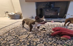 Boston Terrier dogs for sale: Outstanding Blue/Champagne Boston pups - Image 12