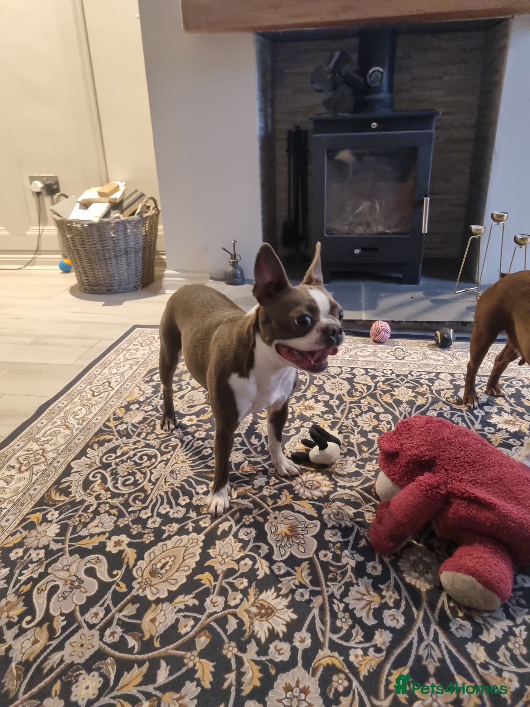 Boston Terrier dogs for sale: Outstanding Blue/Champagne Boston pups - Image 12