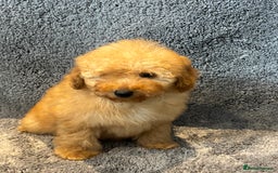 Toy Poodle dogs for sale: 2 beautiful toy poodle girls READY SOON  - Advert 10