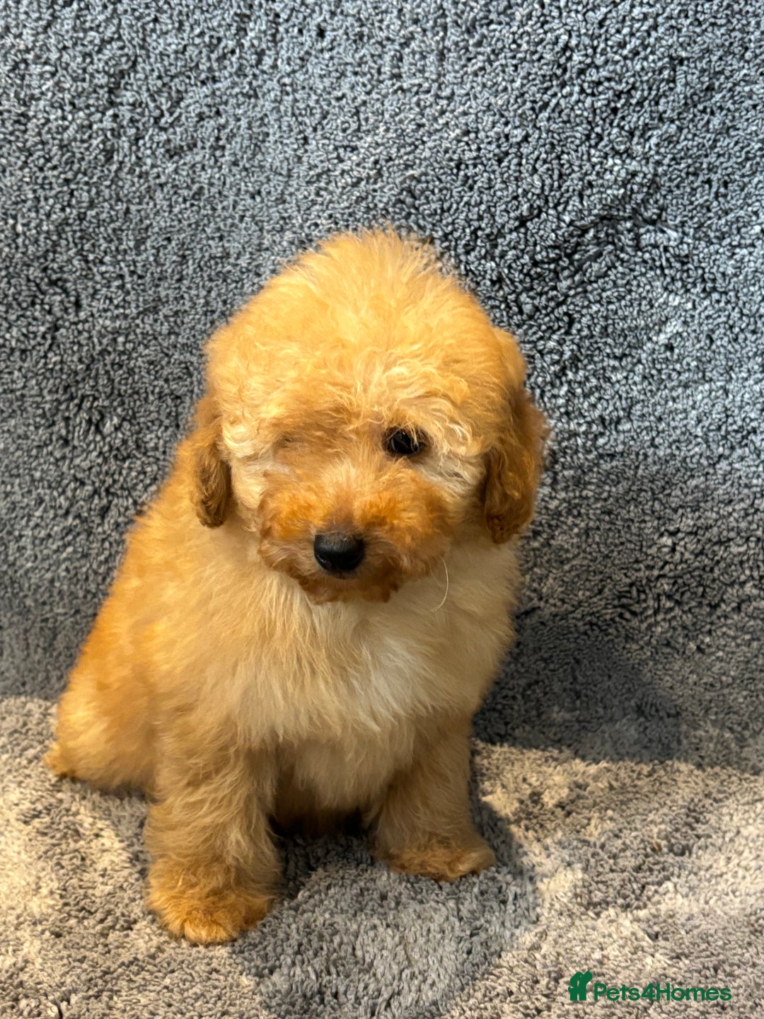 Toy Poodle dogs for sale: 2 beautiful toy poodle girls READY SOON  - Advert 10