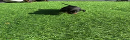 Dachshund dogs for sale: 4 beautiful boys  - Advert 2