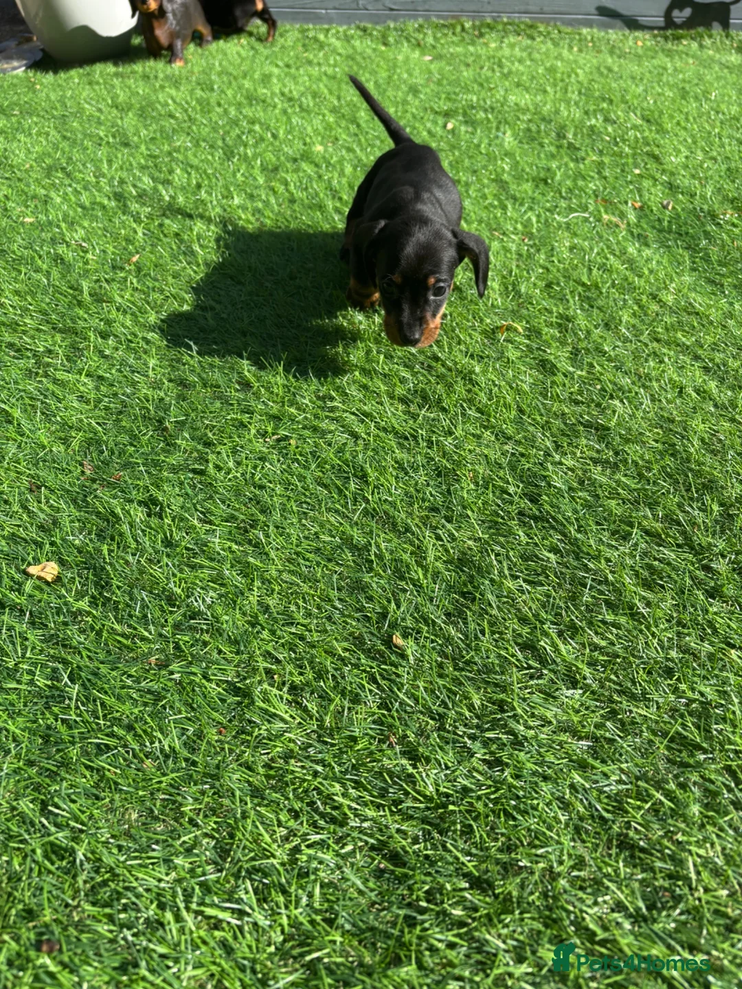 Dachshund dogs for sale: 4 beautiful boys  - Advert 2