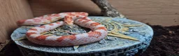 Corn Snake reptiles for sale: Female cornsnake  - Advert 10