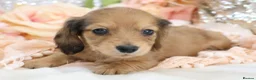 Miniature Dachshund dogs for sale: KC Longhair Miniature Dachshund Puppies - Advert 15