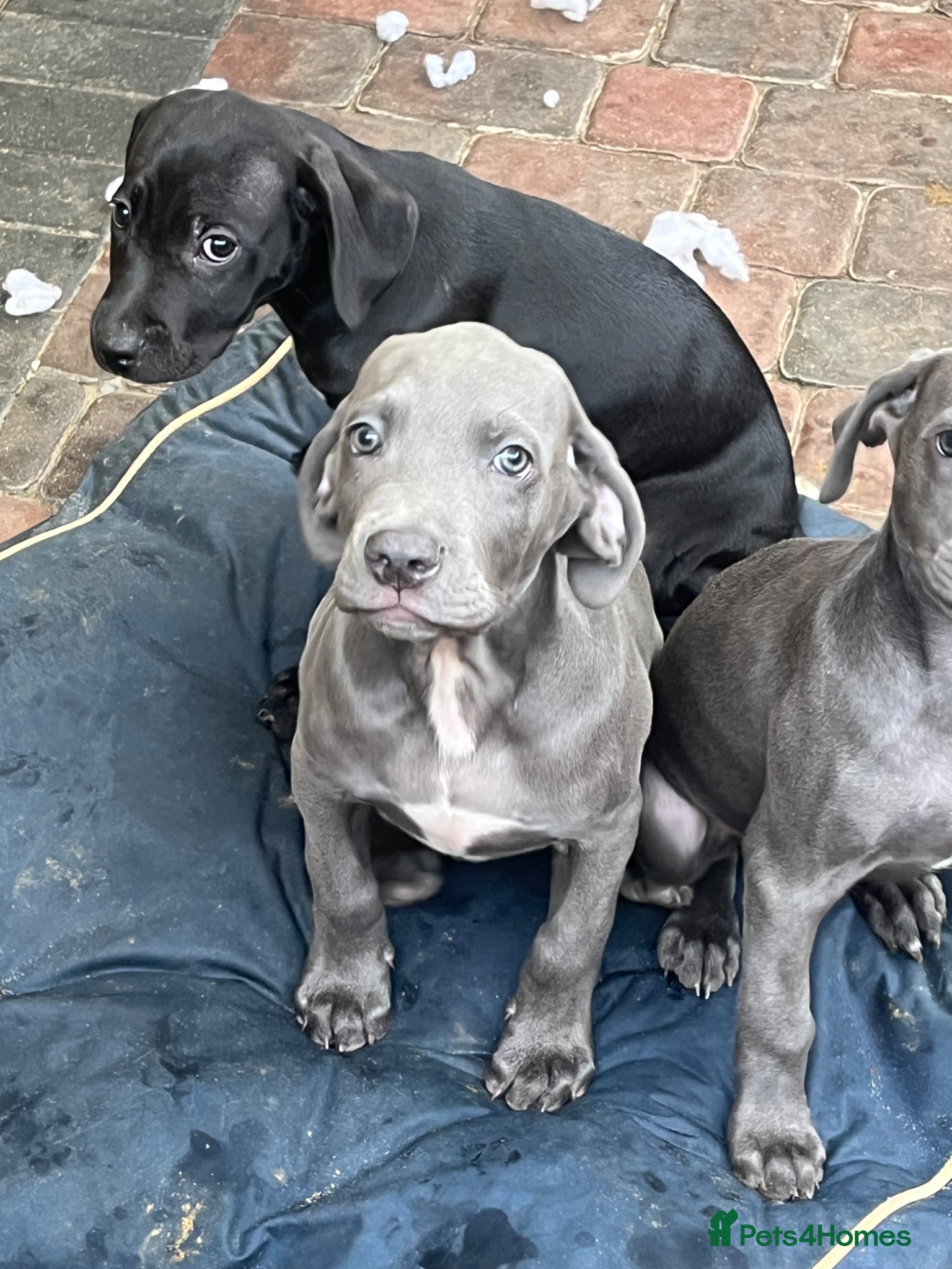 Cane Corso dogs for sale: Cane corso pups, 4 girls 2 boys, black and grey - Advert 1