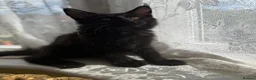 Maine Coon cats for sale: Mane coon kittens  - Advert 9