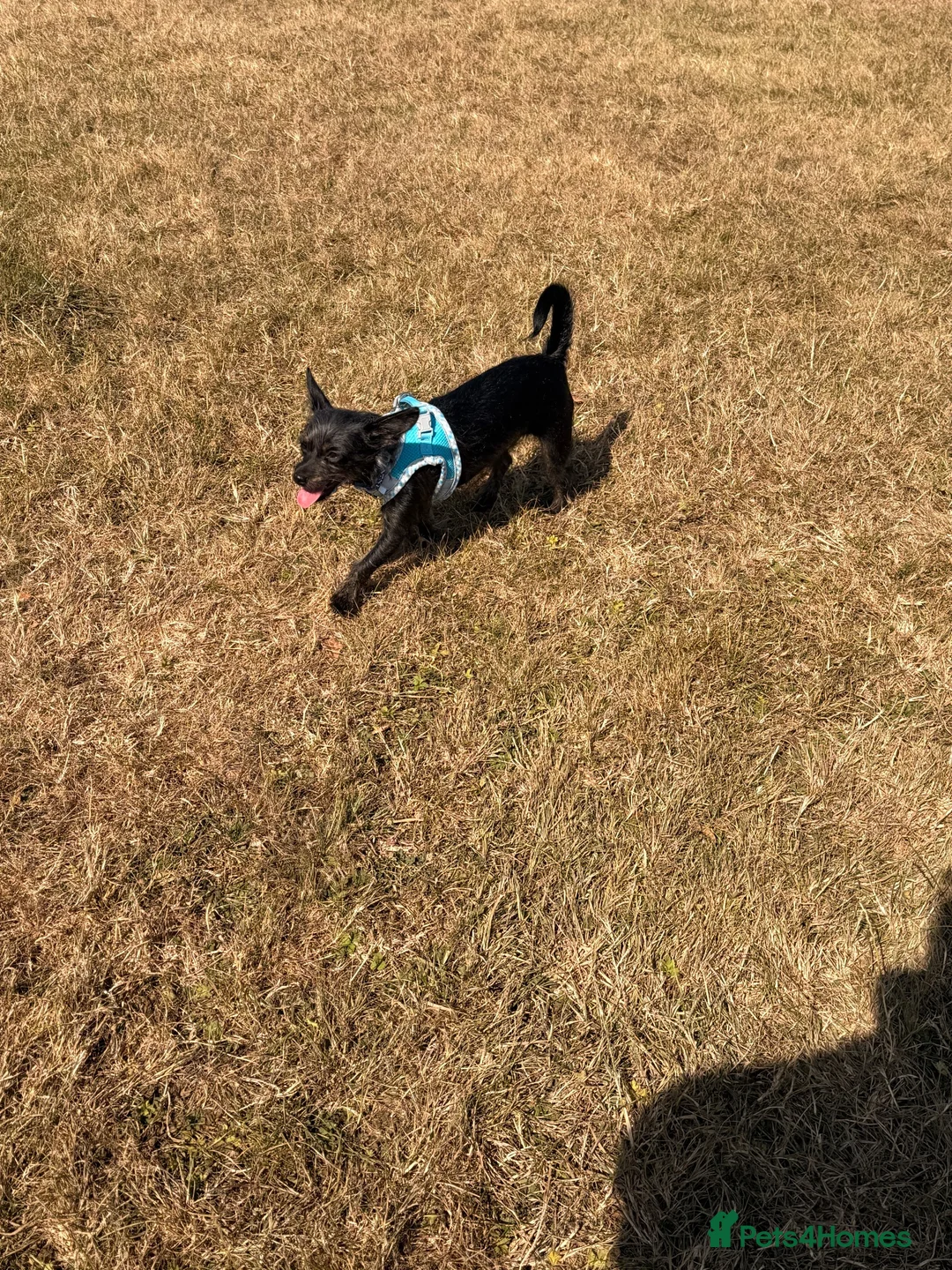 Chipoo dogs for sale: Chi-poo female - Advert 2