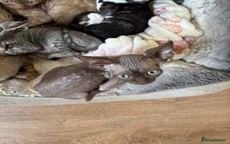 Devon Rex cats for sale: Devon Rex Kitten - Image 4