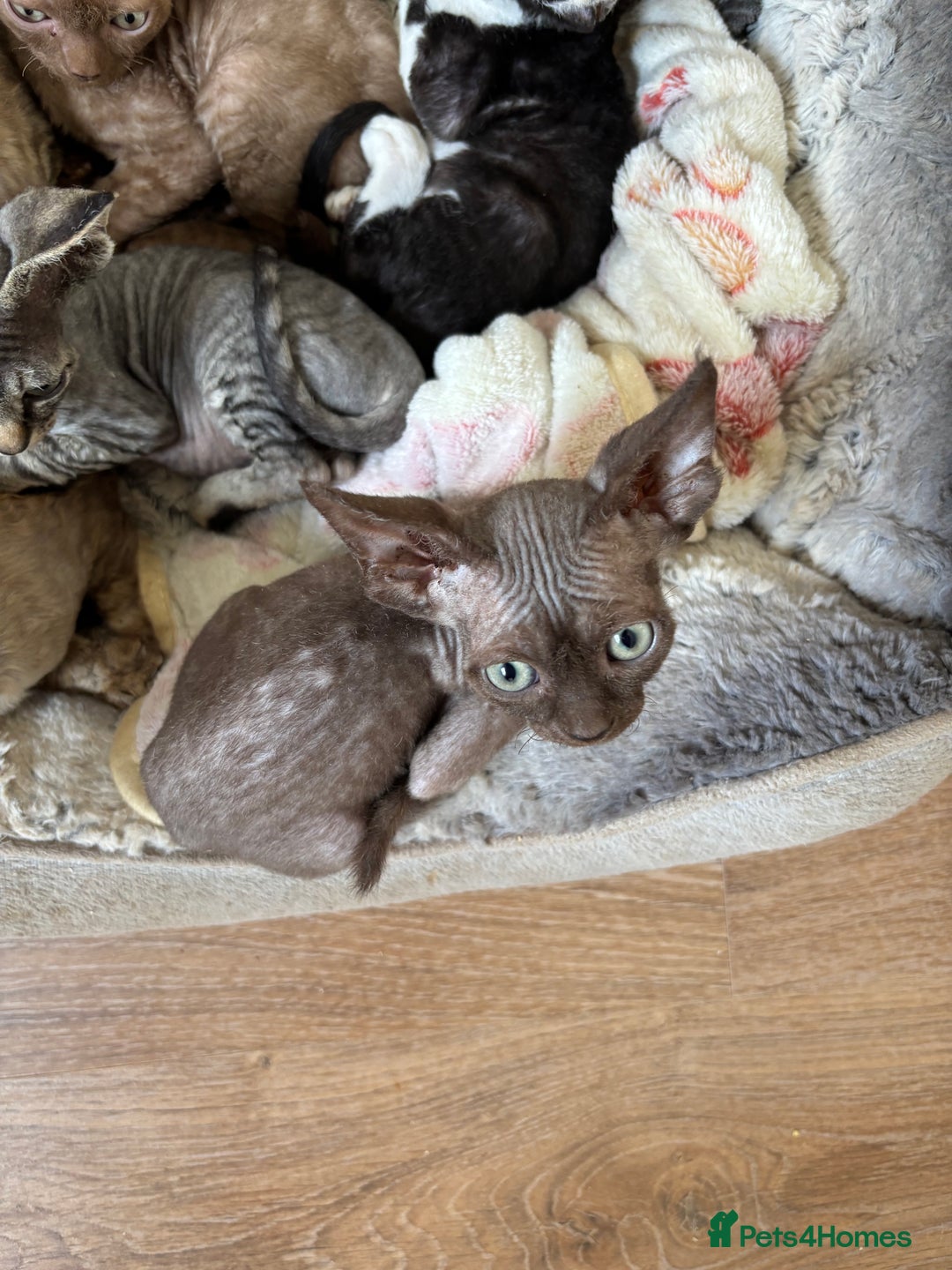 Devon Rex cats for sale: Devon Rex Kitten - Image 4
