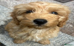 Cockapoo dogs for sale: F2b Cockapoos  in Ebbw Vale - Image 12