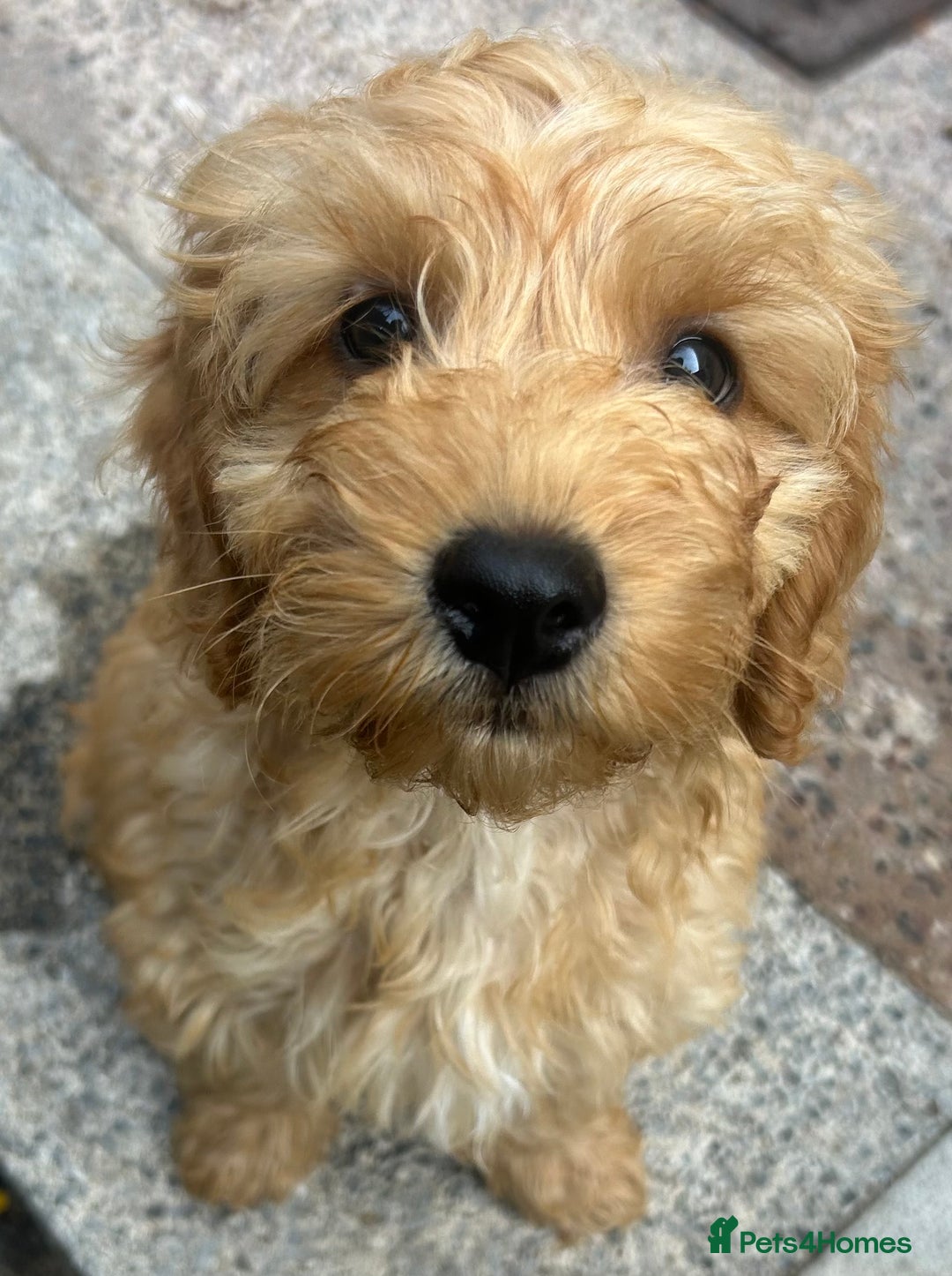 Cockapoo dogs for sale: F2b Cockapoos  in Ebbw Vale - Image 12