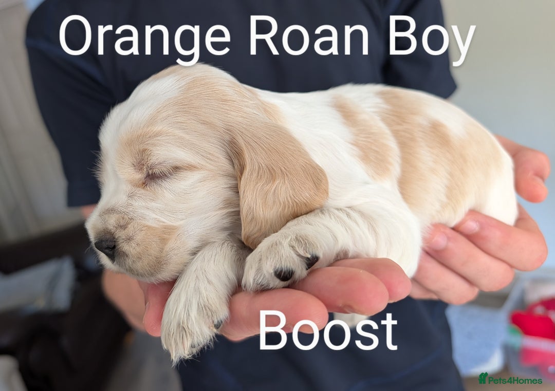 Cocker Spaniel dogs for sale: KC Show Cocker Spaniel pups  - Image 4