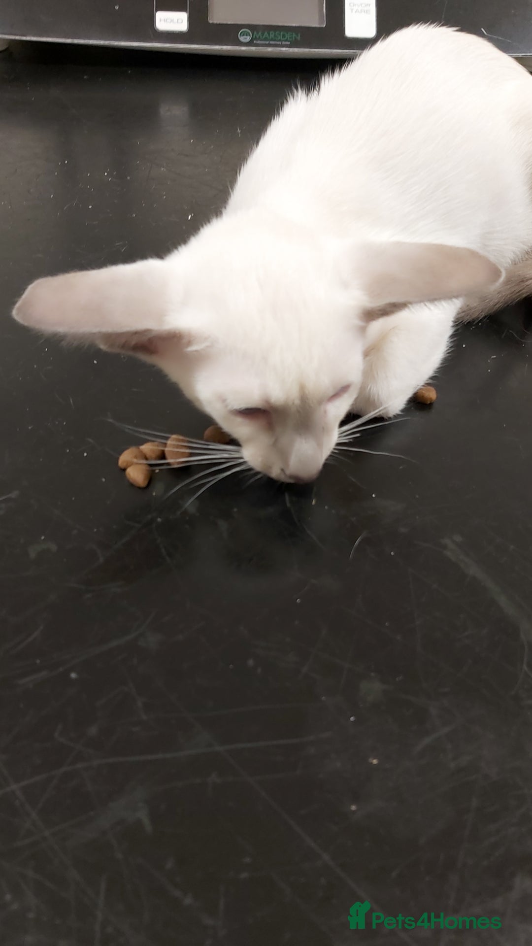Oriental cats for sale: Full Pedigree Oriental 1 Kitten XL size ears GCCF - Image 7