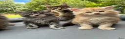 Maine Coon cats for sale: Maine coon  - Advert 11