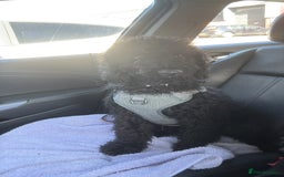 Cockapoo dogs for sale: 4 1/2 month cockapoo looking for his forever home - Image 7