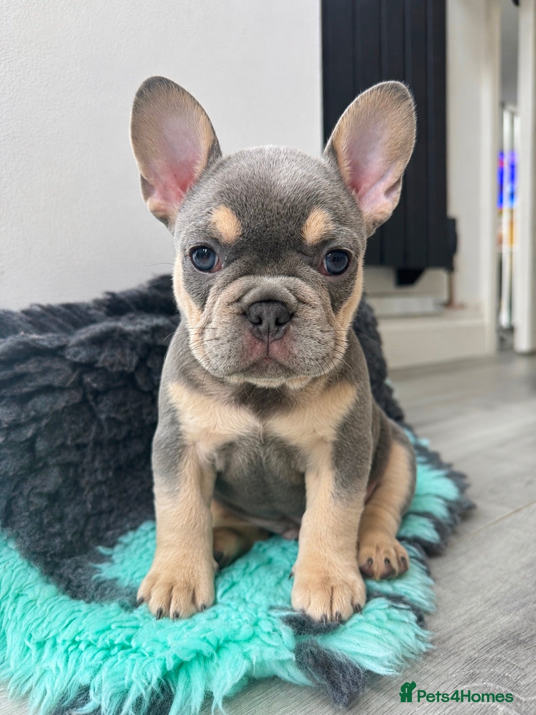 French Bulldog dogs Outstanding French Bulldog Puppies ! 🐶  - Advert 17