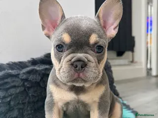 French Bulldog dogs Outstanding French Bulldog Puppies ! 🐶 - Advert 17