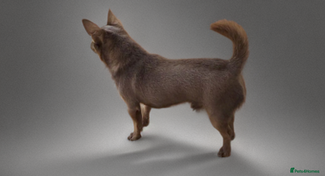 Chihuahua dogs for stud: KC reg - Health tested - PROVEN  - Advert 16