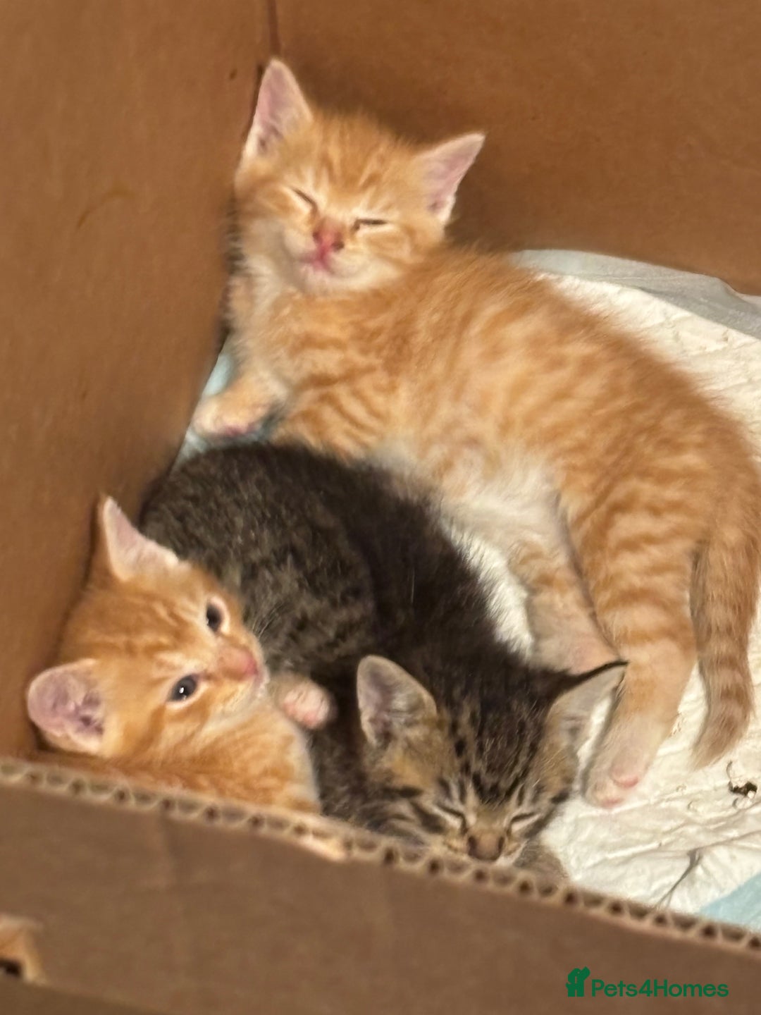 Mixed Breed cats for sale: 2 male ginger 2 female tabby  - Image 5