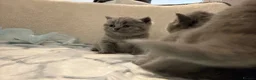 British Shorthair cats for sale: British shorthair kittens  - Advert 2