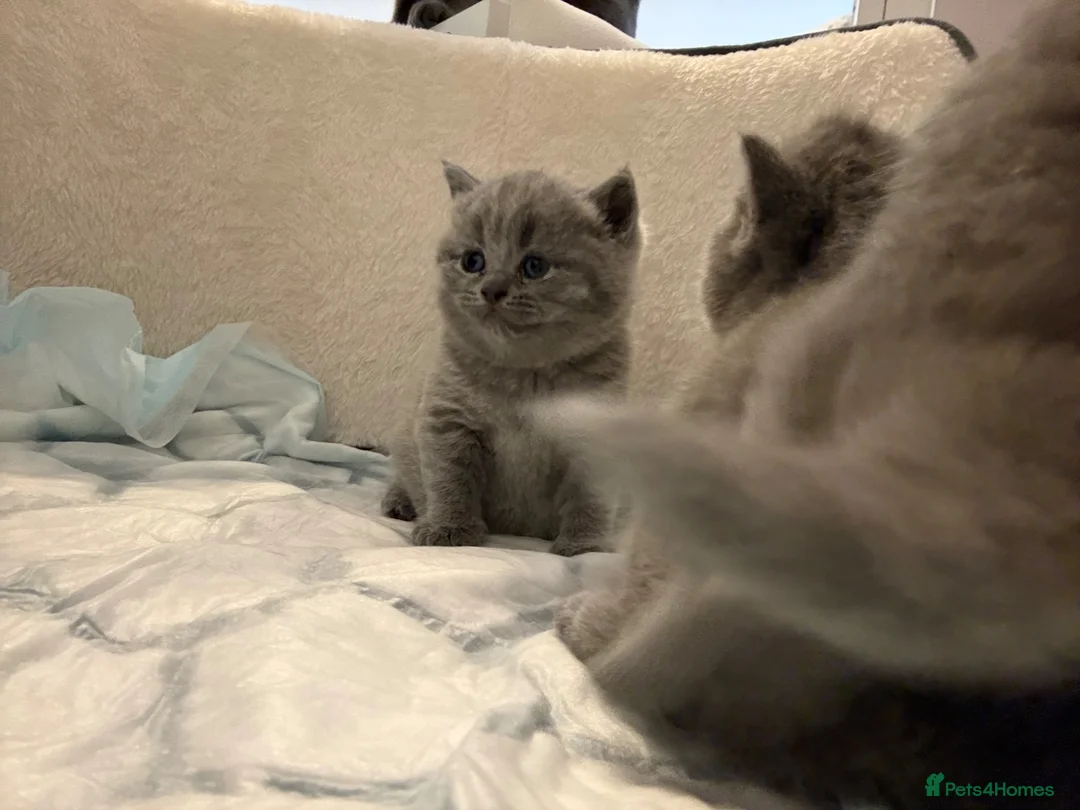 British Shorthair cats for sale: British shorthair kittens  - Advert 2