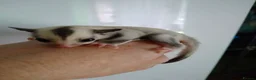 Sugar Glider rodents for sale: Stunning sugar gliders  - Advert 10