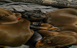 Miniature Dachshund dogs for stud: Miniature Dachshund for stud - Image 5